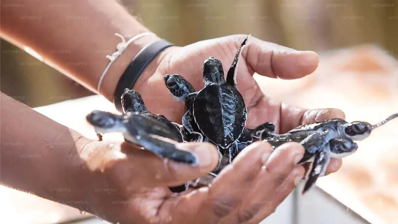 Kosgoda Turtle Hatchery